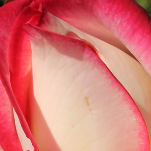 Онлайн магазин за рози - Жълто - Червен - Чайно хибридни рози  - интензивен аромат - Pоза Нов Преглед - Реймър Кордес - Гъста роза с много листа.